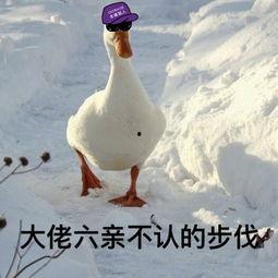 娱乐吃瓜酱鸭鸭视频下载,揭秘热门视频下载攻略