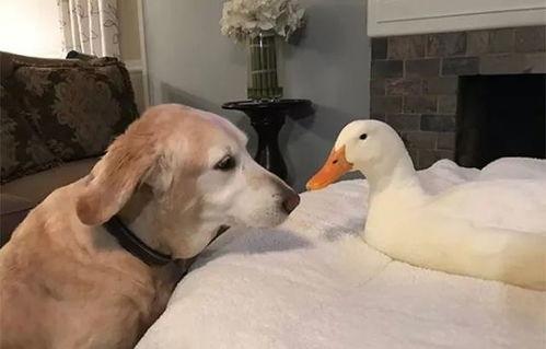 娱乐吃瓜酱鸭鸭视频下载,揭秘热门视频下载攻略